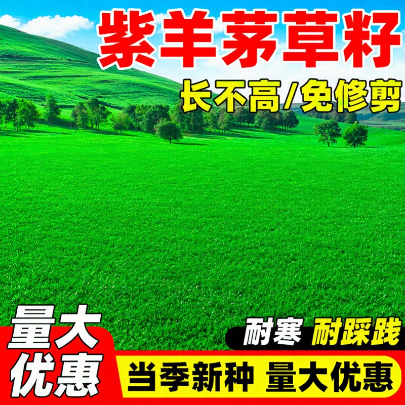 紫羊茅草籽四季常青高羊茅矮生耐寒旱护坡固土庭院绿化草坪种子籽