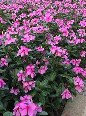长春花种籽子播种开花五叶梅日日春庭院花坛阳台盆栽宿根花籽