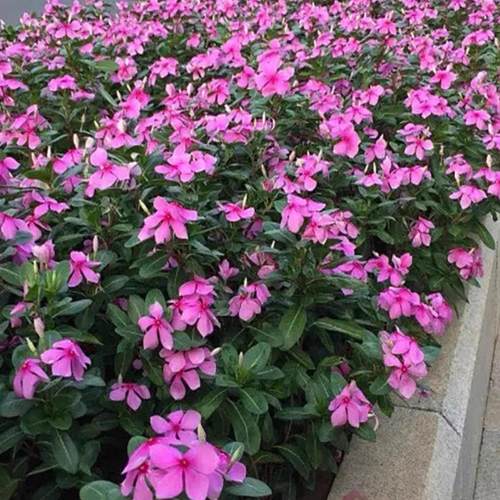 长春花种籽子播种开花五叶梅日日春庭院花坛阳台盆栽宿根花籽