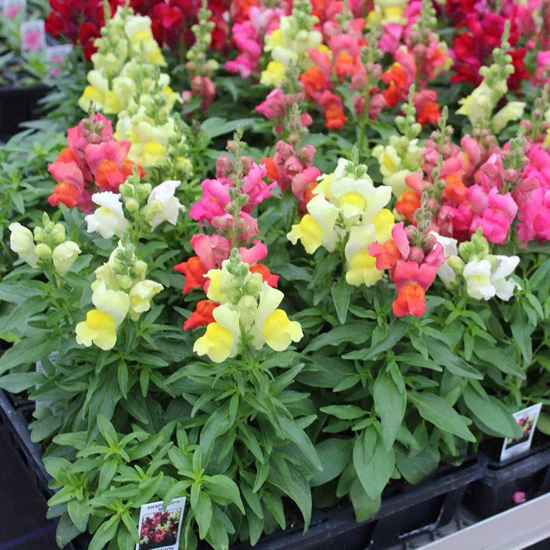 金鱼草种子矮龙头花洋彩雀狮子花籽可切花花坛阳台盆栽春秋播