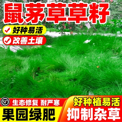 鼠茅草草籽四季常青多年生果园