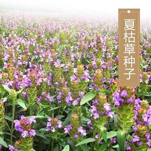夏枯草种子麦穗花草夏谷草夏古草夏菇草夏谷球一年生花草植物种籽