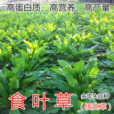 食叶草种子高产耐寒牧进口优质