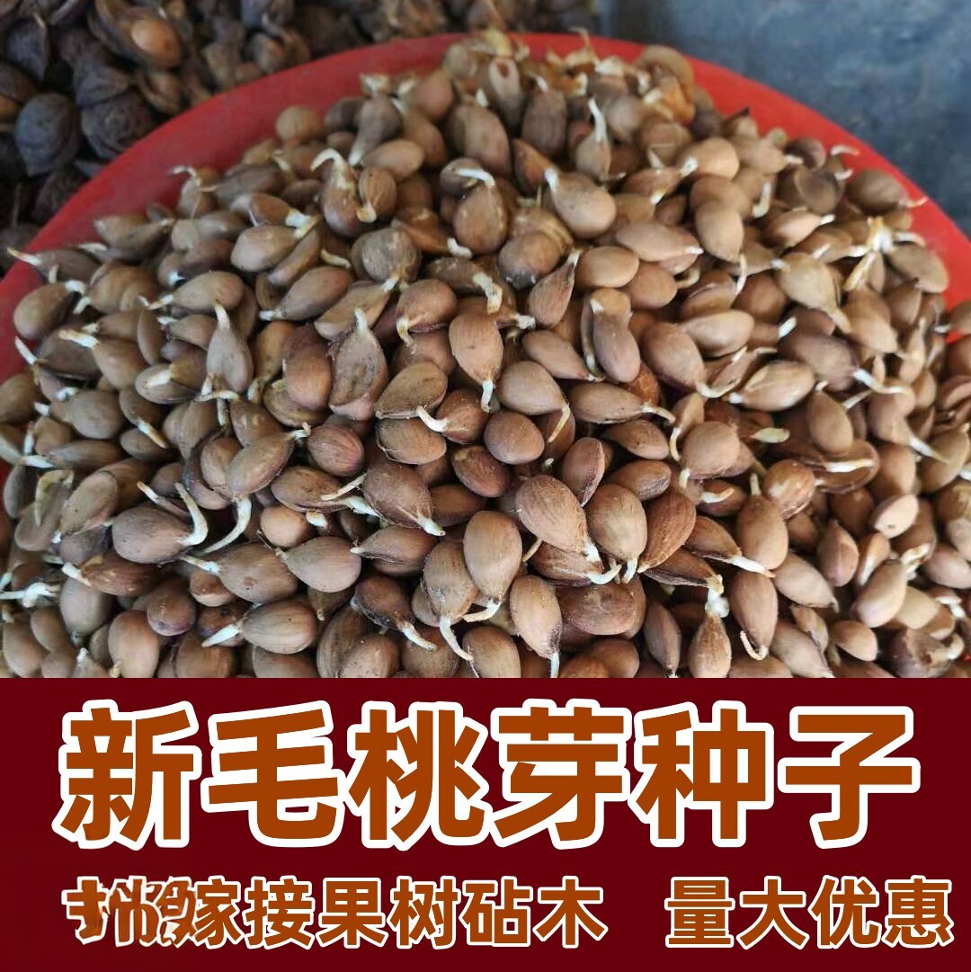 毛桃芽 桃树种子 果树种子 桃仁 杜梨 杏树种子 嫁接砧木野生桃核