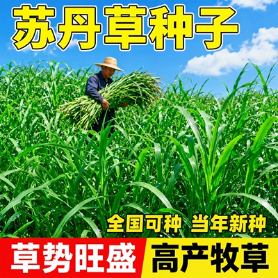苏丹草多茬再生进口高丹王牧草籽