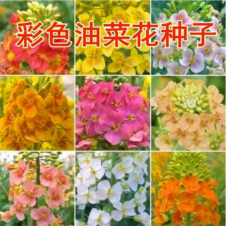 观赏彩色油菜花优质油菜花种子五彩油菜籽种子高产榨油春秋播花卉