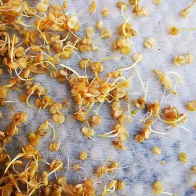 棒棒草种籽头苦梗水五