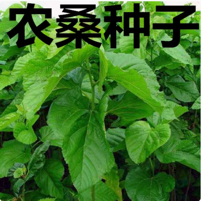 蛋白桑 饲料桑 大叶桑 蚕桑 农桑12号 14 果桑树 杂交桑种子包邮