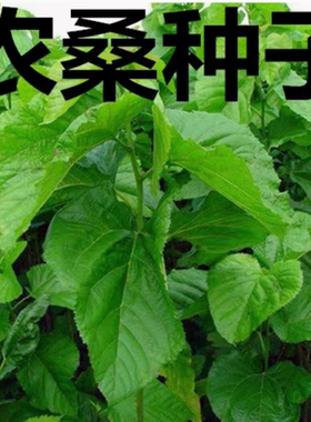 蛋白桑 饲料桑 大叶桑 蚕桑 农桑12号 14 果桑树 杂交桑种子包邮