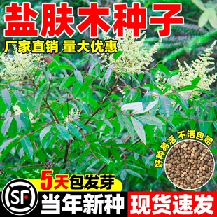 盐肤木种子四季常青耐寒多年生护坡固土易种植易栽培耐寒草籽灌木