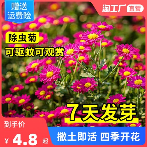 除虫菊种子驱蚊草花籽多年