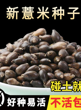 薏米种子中药材新货仁籽用
