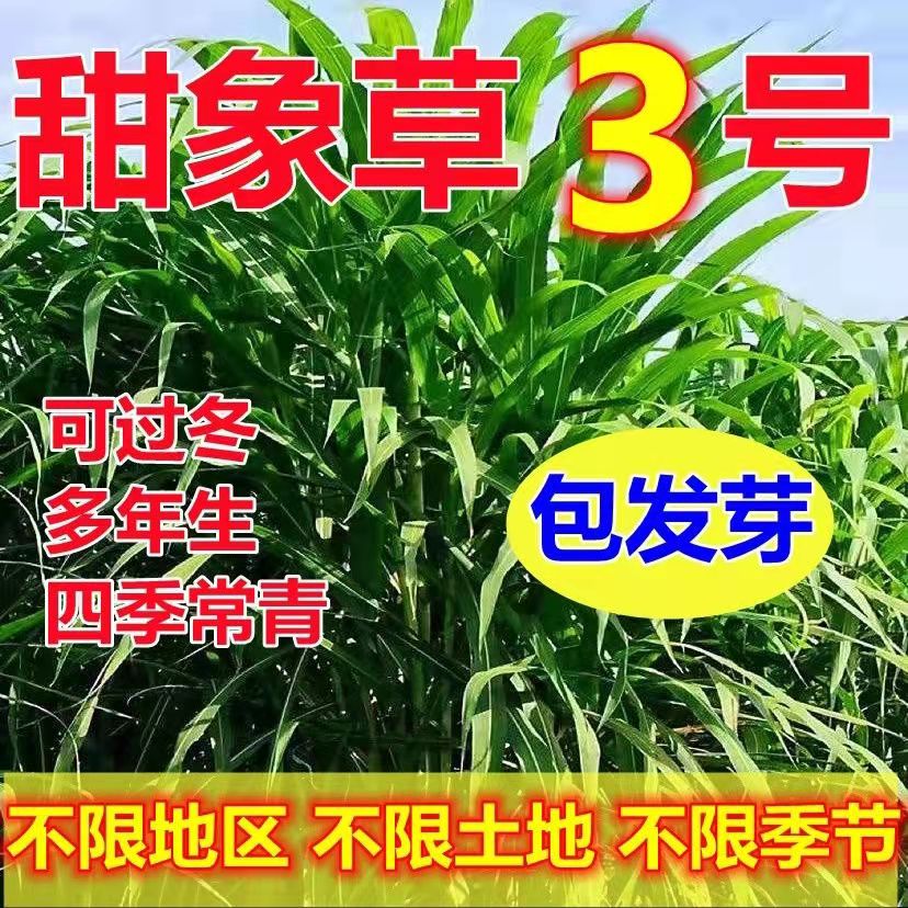 耐寒大叶无毛甜象草3号牧种子多