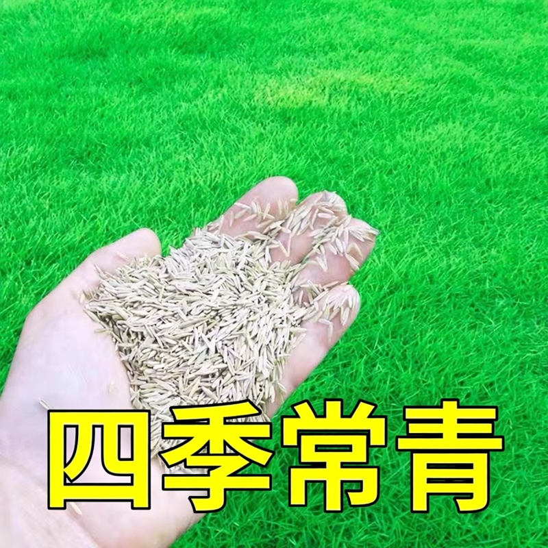 马尼拉草种籽草坪种子免修