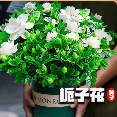 栀子花种四季播易活开植物盆栽