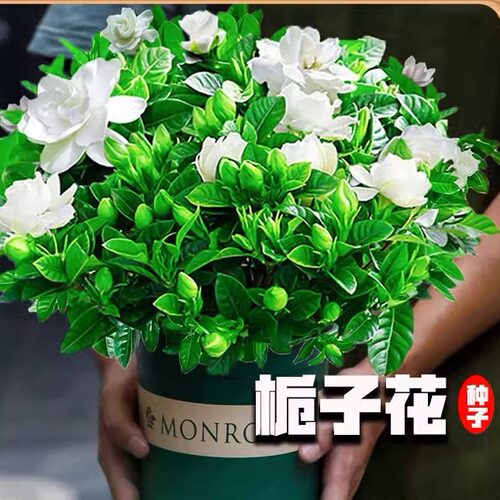 栀子花种四季播易活开植物盆栽