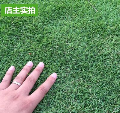 护坡狗牙根高羊茅四季常青