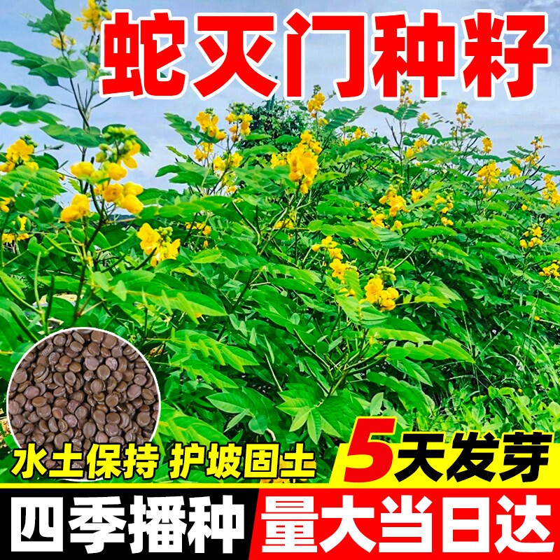 蛇灭门种子四季种植望江南野决明凤仙花蛇倒退防蛇驱蛇草种籽植物
