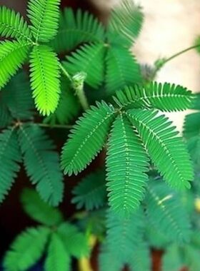 害羞草种子含羞草盆栽植物阳台绿植花卉种子薄荷种籽四季易种