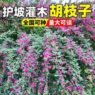 护坡灌木胡枝子种子紫穗槐荆条猪屎豆抗沙固土边坡覆绿工程耐寒旱