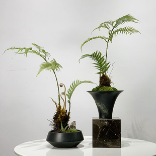 新中式仿真绿植摆件小型蕨类盆景茶室玄关客厅禅意创意桌面装饰品