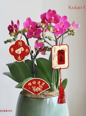 蝴蝶兰装饰吊牌红色喜庆年宵花挂饰办公室盆栽鲜切花财新年挂卡