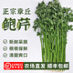 正宗山东章丘特级芹菜新鲜嫩芽鲍家村鲍芹榨汁推荐 5斤礼盒装 顺丰