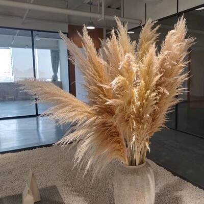 网红潘帕斯天然芦苇干花真花蒲苇摆件ins风婚庆落地大穗仿真花束