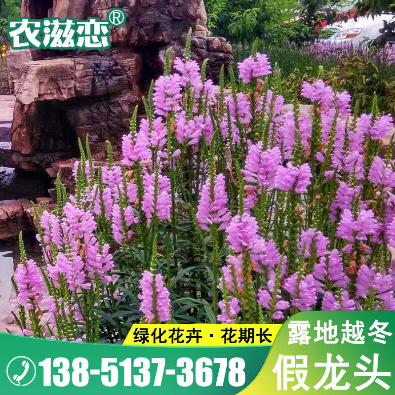 假龙头种子绿化花卉冬季露地越冬花坛摄影如意草随意草芝麻花种籽