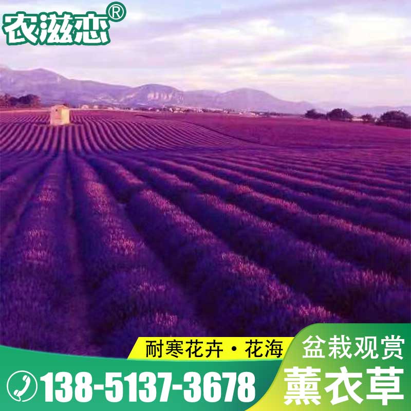 薰衣草花卉种子多年生春秋播种