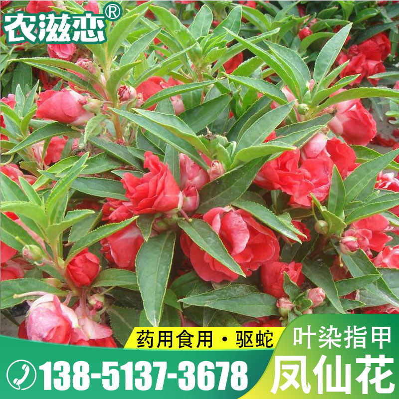 重瓣室外凤仙花种籽300粒