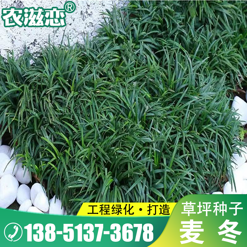 麦冬草种子细叶宽叶矮生绿化