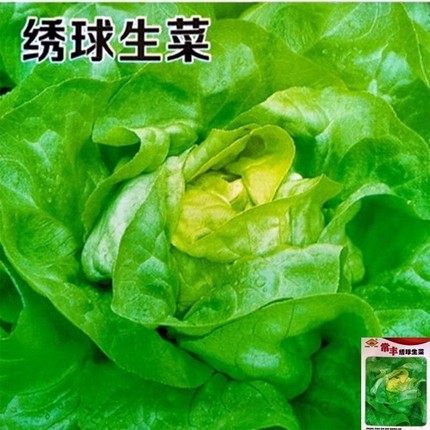 新品种绣球生菜生菜种籽结球包心生菜卷心菜四季盆栽大田蔬菜