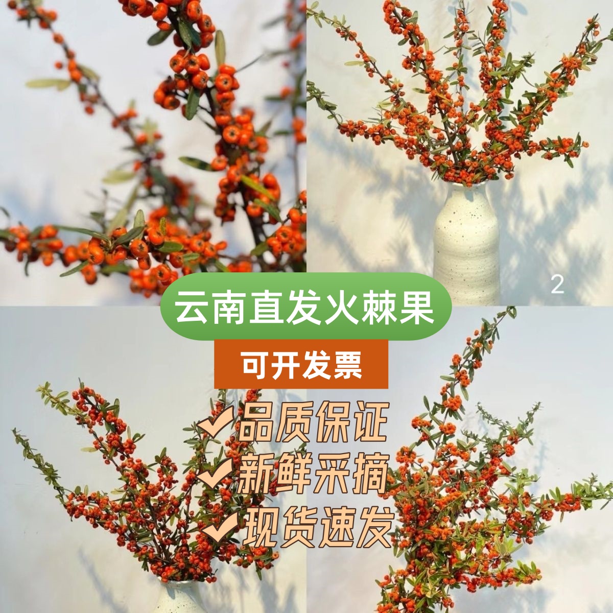 新鲜火棘果沙棘果鲜切枝条云南