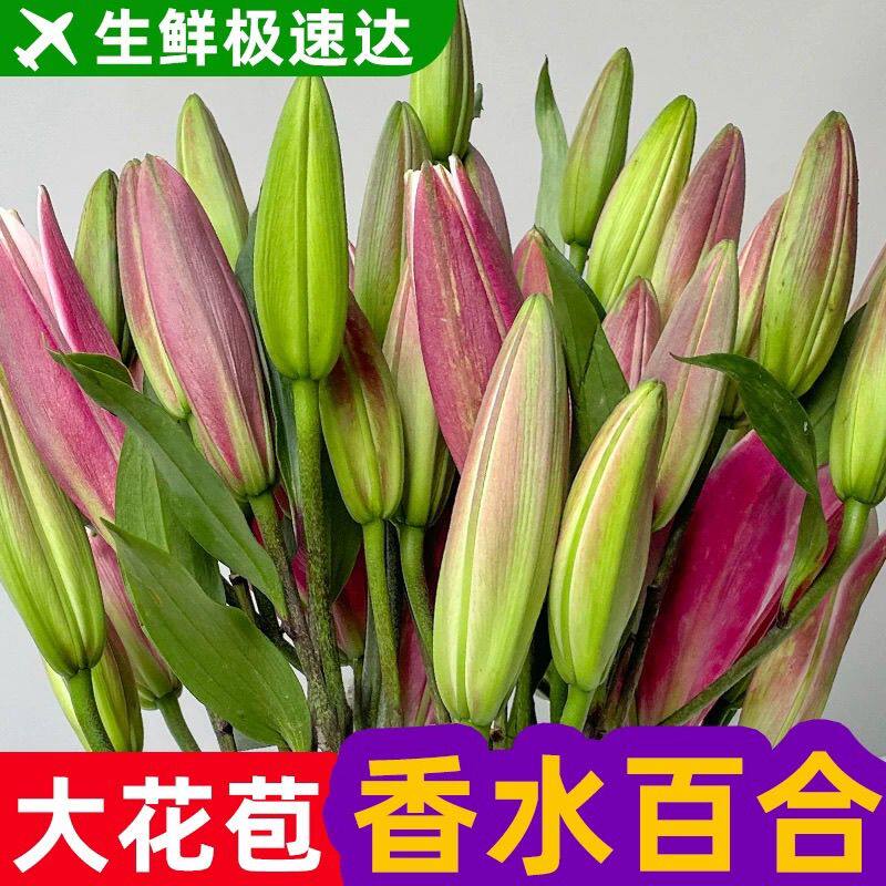 百合花鲜花云南基地直发水培多头香水百合花期长好养昆明基地花卉