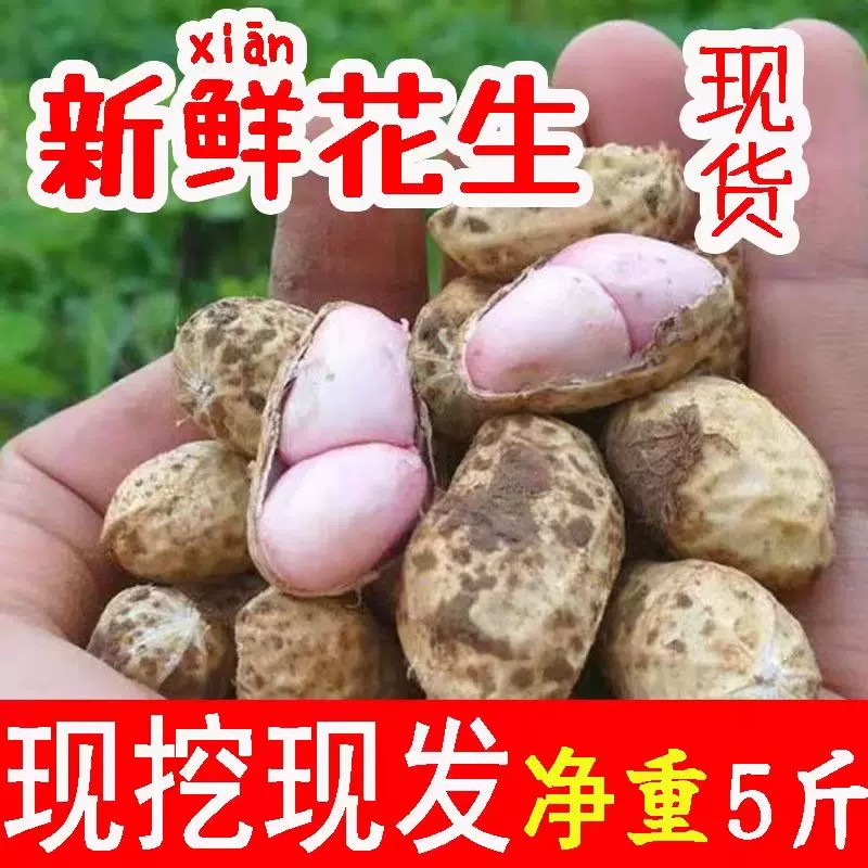 当季新鲜花生农家粉白皮花生水煮