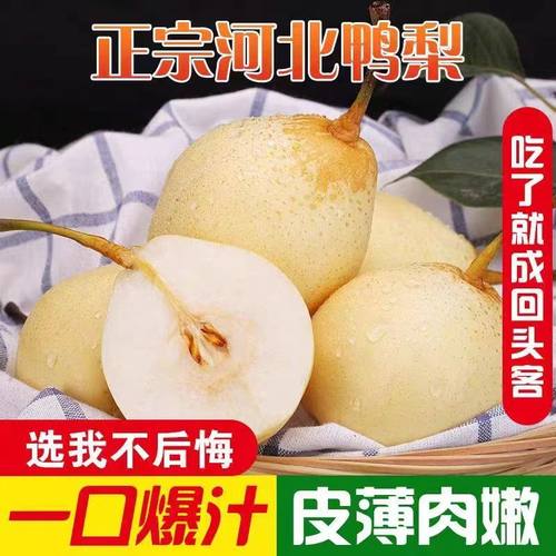 现摘新鲜水果河北鸭梨子5斤应季皇冠梨水晶梨砀山梨苹果梨雪梨