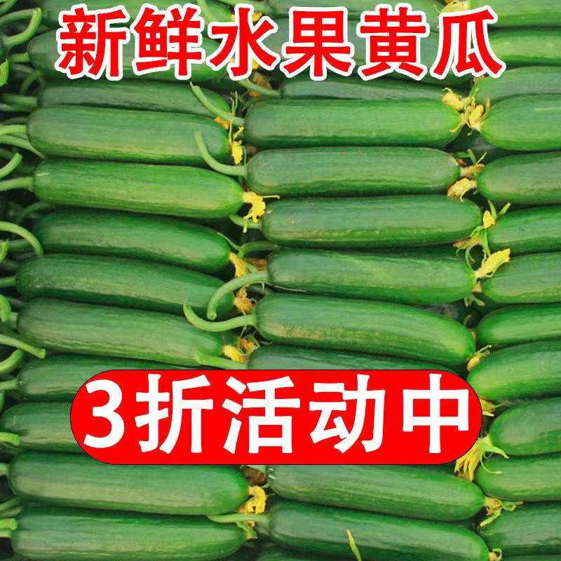 黄瓜新鲜小黄瓜水果小青瓜荷兰农家蔬菜生吃5斤现摘现发当季代餐