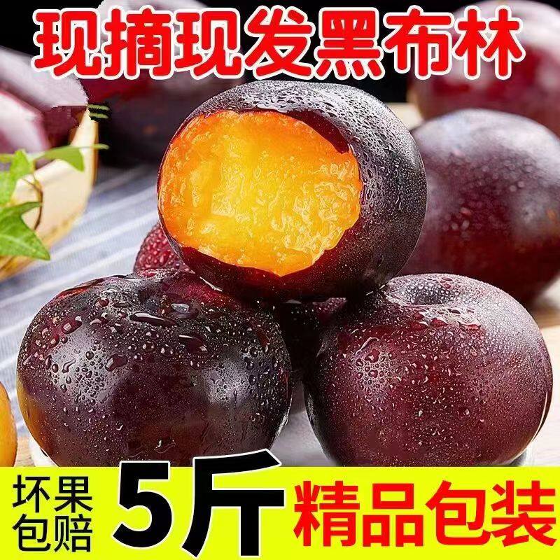 现摘黑布林李子新鲜当季水果现摘黄鑫三月李子恐龙蛋黄心整箱包邮