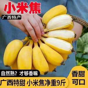 现摘广西小米蕉当季新鲜水果9斤整箱自然熟1斤/2/5斤苹果香蕉粉蕉