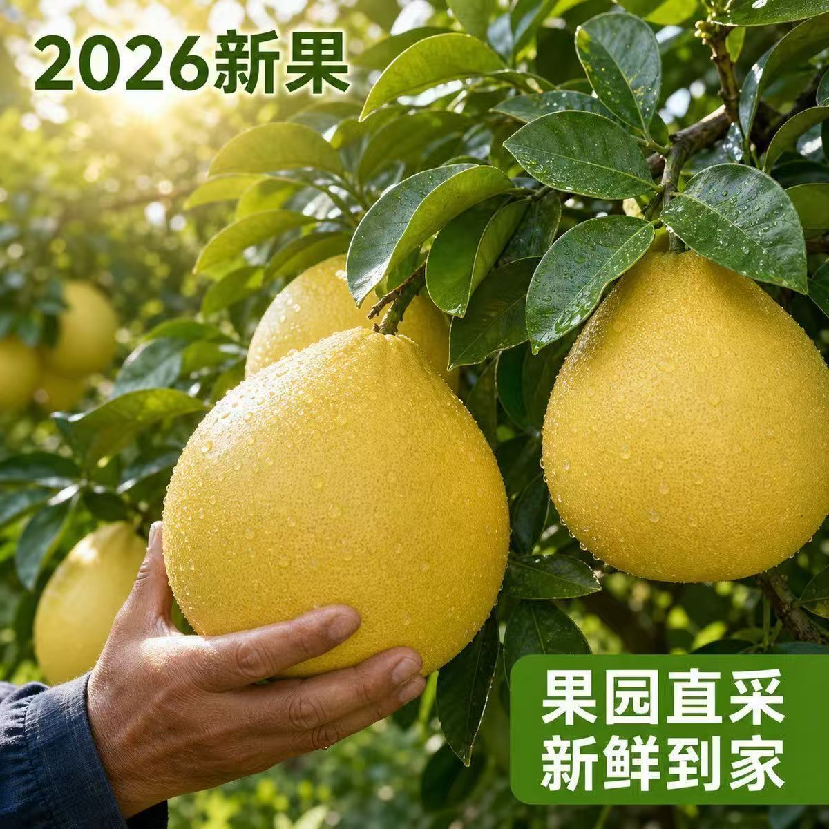 广东黄心柚子蜜柚新鲜水果应当季整箱葡萄黄肉叶琯溪