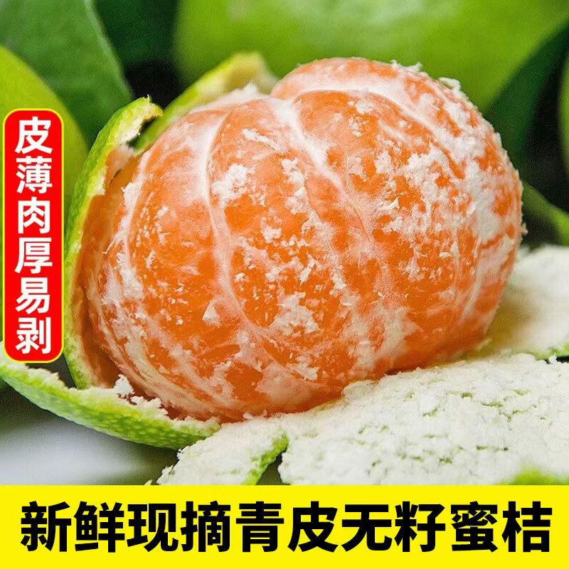 青皮蜜桔青皮桔子橘子云南特酸新鲜桔子应季水果绿皮酸甜多汁包邮