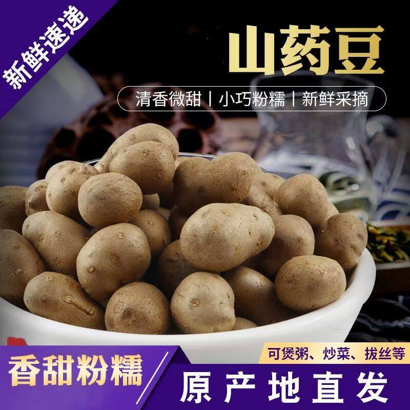 农家自种新鲜采摘河北小白嘴山药豆铁棍山药豆糖葫芦用豆粉糯香甜