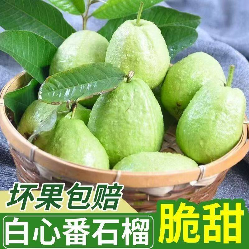 2026广东软心牛奶芭乐5斤水果当季软糯软白奶油番石榴新鲜巴乐果