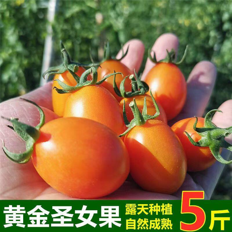 现摘现发黄色小柿子新鲜樱桃小番茄水果西红柿蔬菜黄金圣女果农家