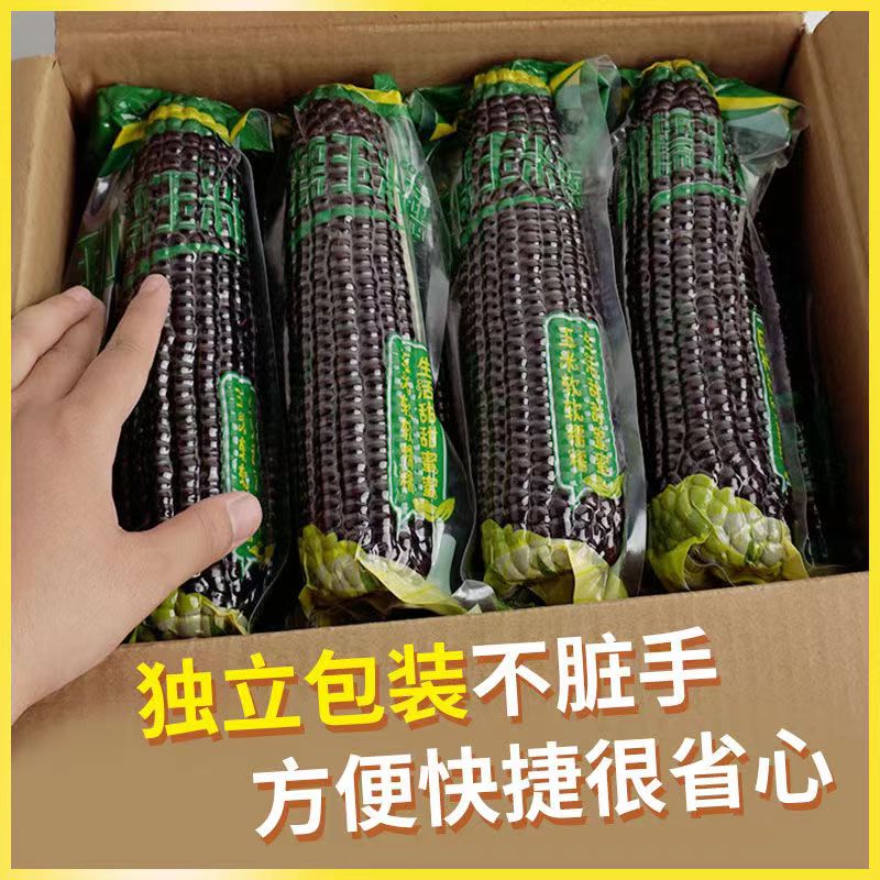 东北真空黑糯玉米黑糯粗粮甜糯玉米代餐早餐粘糯黏新鲜美味可口