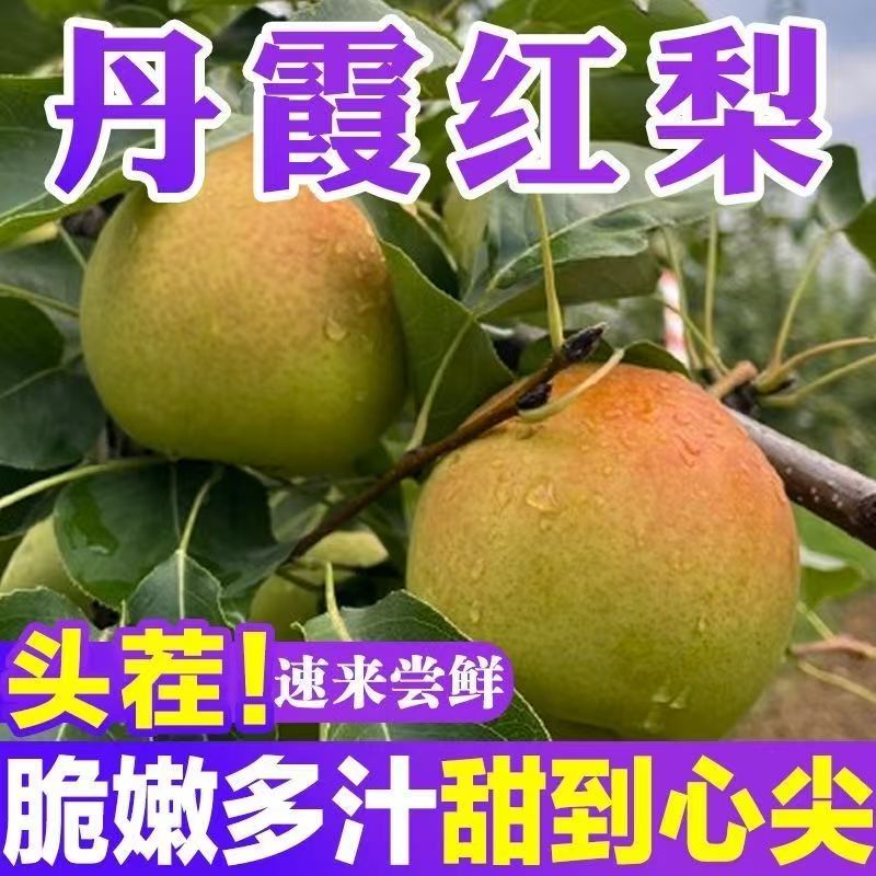 山西丹霞红香梨新鲜水果薄皮无渣整箱5当季现货酥香细皮母梨