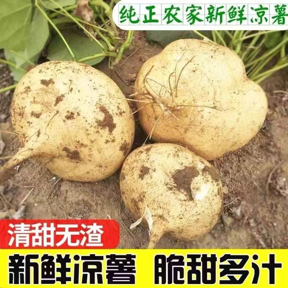 湖北新鲜凉薯当季大果菜挖地瓜农家红薯白地瓜番薯孕妇水果豆薯