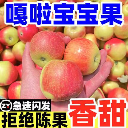 【2024正宗嘎啦苹果现货】5斤粉面嘎啦苹果水果新鲜陕西刮泥