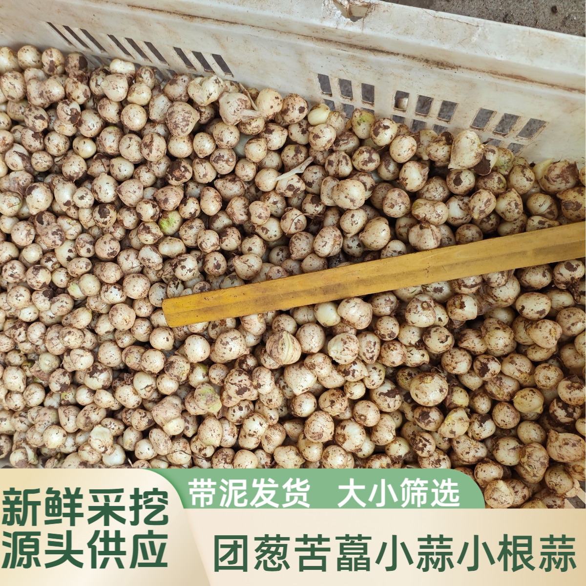 四川苦藠团葱新鲜小根蒜